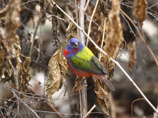 Rare Bird Takes Up Residency in Prospect Park