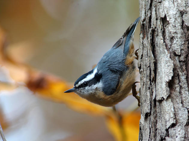 Keeping an Eye on Climate Change: Audubon Volunteers Count Birds to Better Understand the Impacts of Our Changing Climate