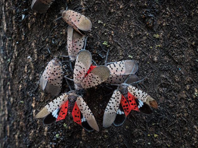 Spotted Lanternfly Puzzles and Pizza
