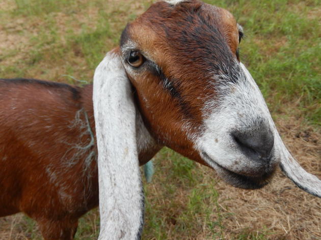 From Goats to Grandparents: How One Audubon Chapter Is Making a More Bird-Friendly Community