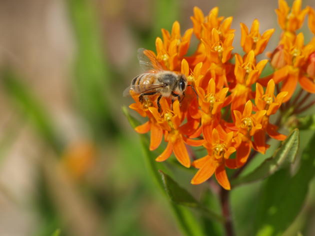 WATCH: Native Plants and Pollinators
