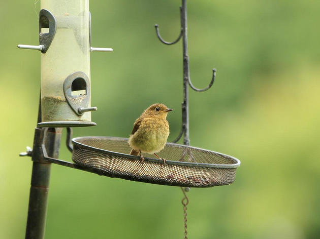 Attracting Birds to Your Feeder