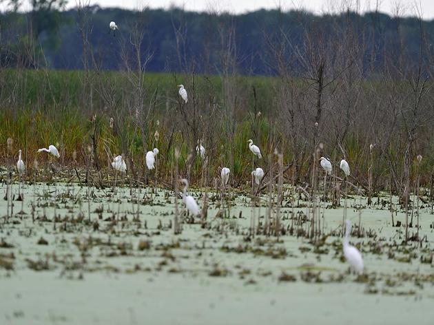 Montezuma Wetlands Complex is an Important Bird Area