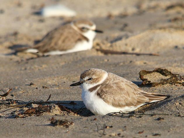 With Monitoring Limited, Someone Drove Through a Snowy Plover Nesting Site 