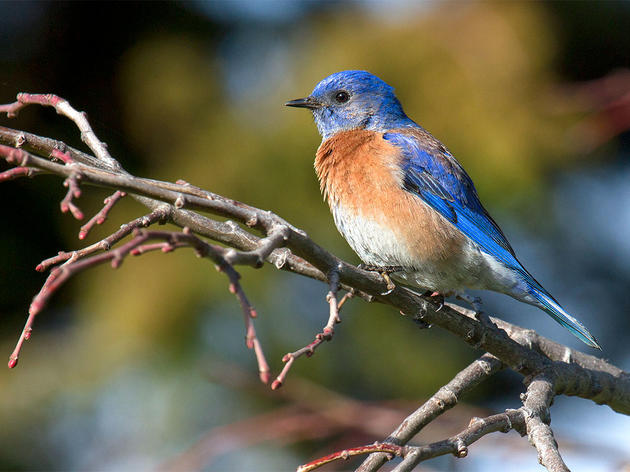 Audubon Launches New Community Science Program, Calls for Volunteers