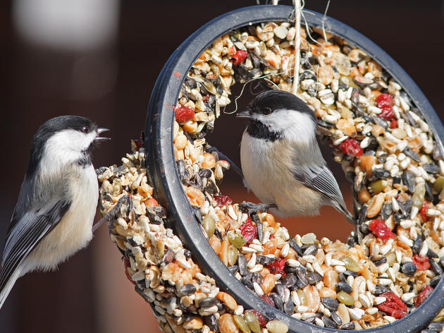 Want to Attract Beautiful Backyard Birds? Try These Tailored Recipes
