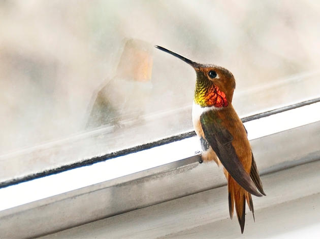Be a Community Scientist and Help Us Protect the Hummingbirds!