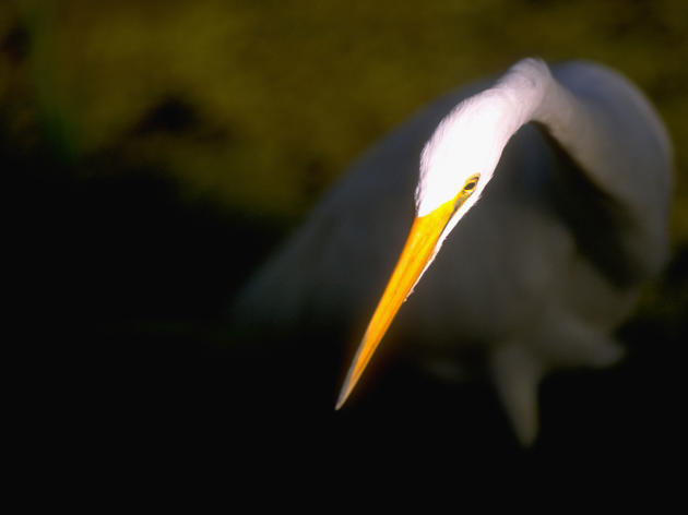 History of Audubon and Science-based Bird Conservation