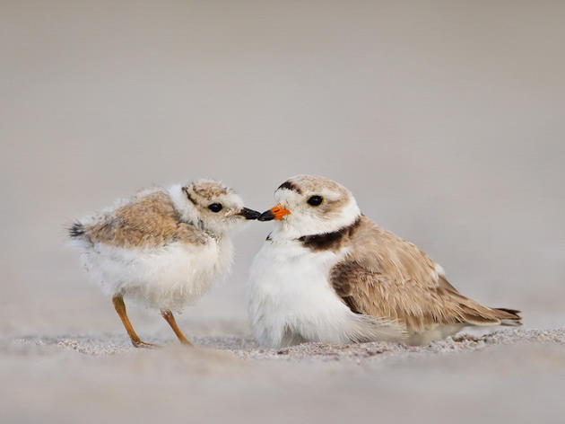 Endangered Shorebird Nests in NY; 1st Time in Over 30 Years