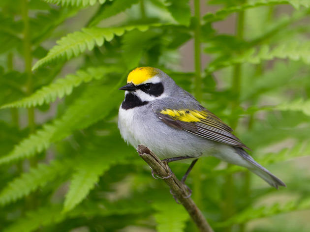  Audubon New York Takes Action to Save One of NY's Most Beautiful Songbirds