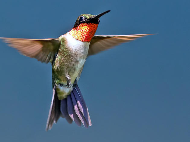 6 Fun Facts About Hummingbirds 