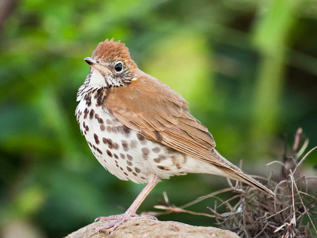 Chemung Valley Audubon Society to host bird conservation lecture program