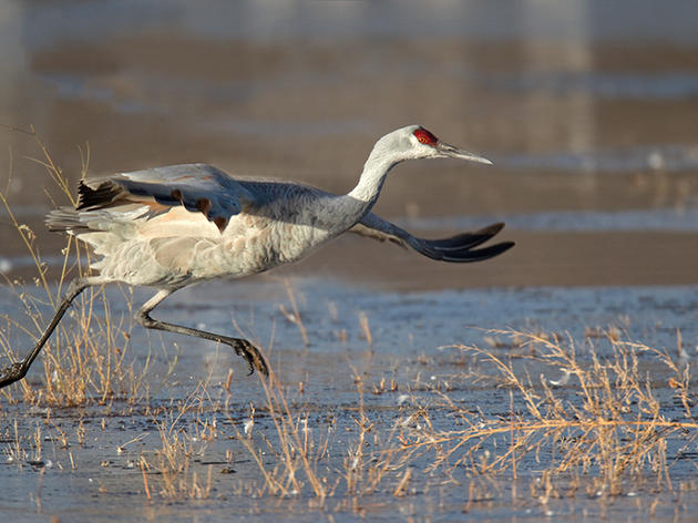 Sandhill cranes, peregrine falcons among declining species calling Seneca Meadows Wetland Preserve home