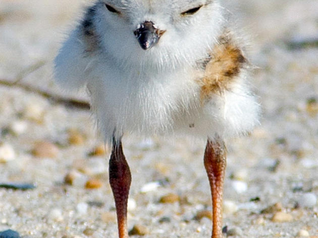 No Shore Thing: Why There’s Concern For Piping Plovers
