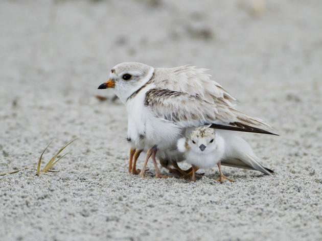 Success story: Rare, endangered piping plovers nest on eastern Lake Ontario