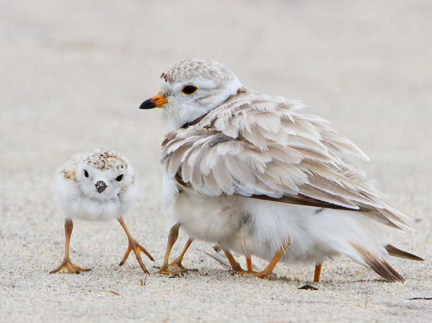 Michigan's endangered piping plovers have banner year