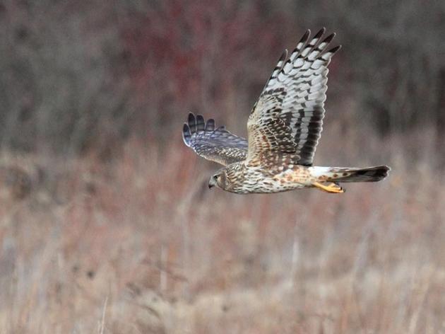 Seneca Meadows Wetland Preserve is an Important Bird Area 