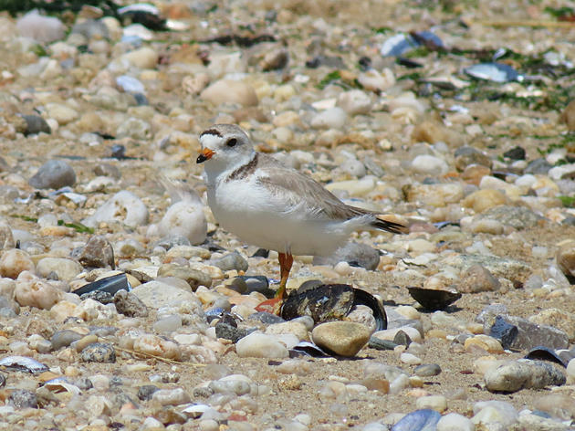 Piping Plover Protection Pays Off in New York