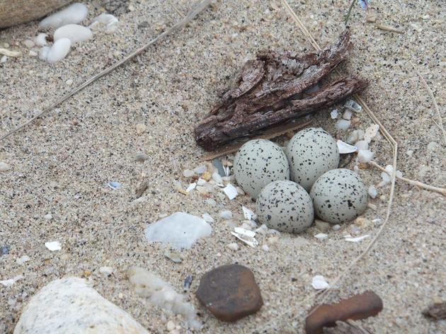 10 Ways to Help Beach-Nesting Birds