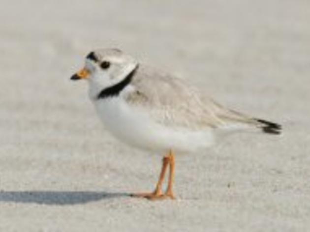 Researchers hope for continued presence of piping plover on Lake Ontario after historic return