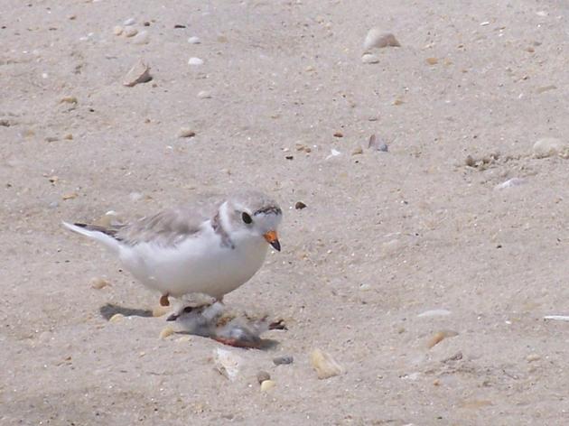 Endangered Piping Plover Birds Return To Lake Ontario For First Time In 30 Years