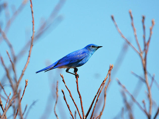 Audubon Volunteers Are Counting Bluebirds and Nuthatches to Better Understand Climate Change 