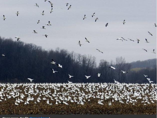 The Best Places in America to See Fall Bird Migrations