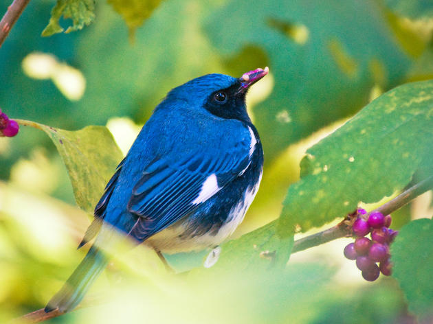 Bird-Friendly Plants FAQ