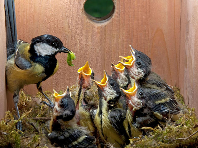 Build a Nest Box to Welcome Spring Birds
