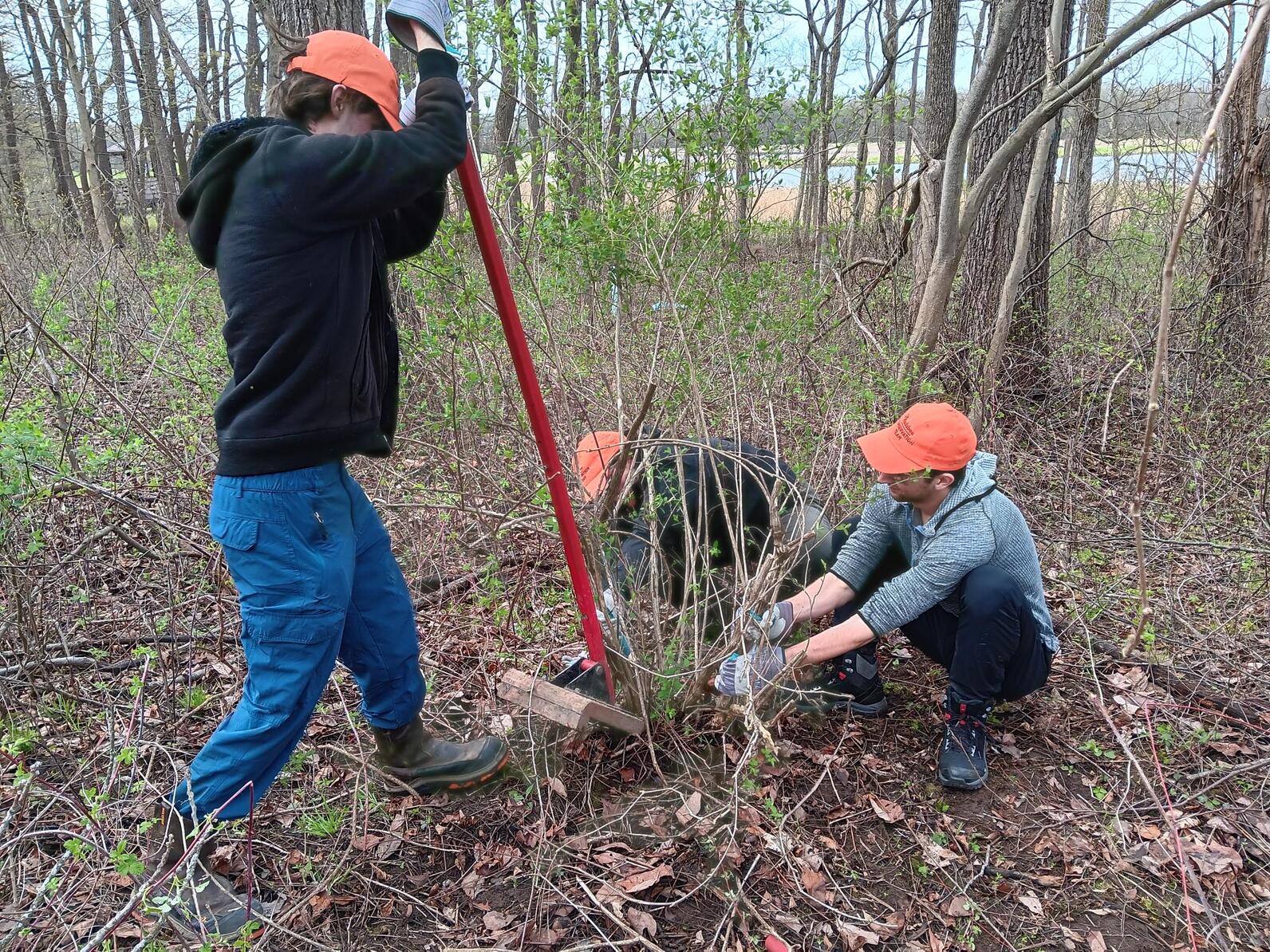 A person uses a "honeysuckle popper" tool to remove a large bush honeysuckle plant.