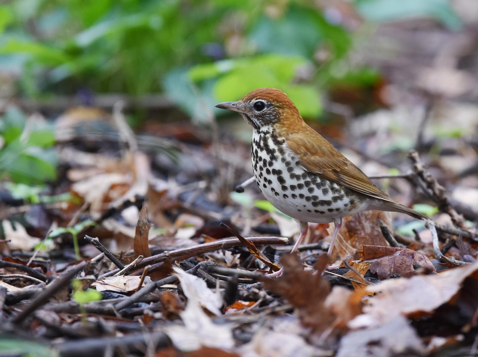 A Wood Thrush stands on the ground, surrounded by leaves.