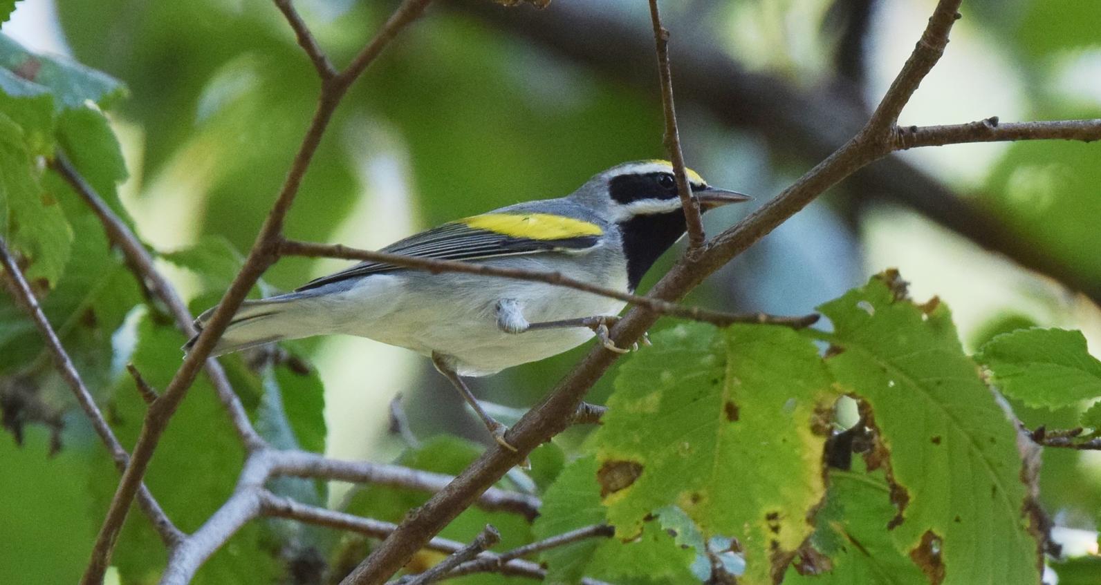 Golden-winged Warbler