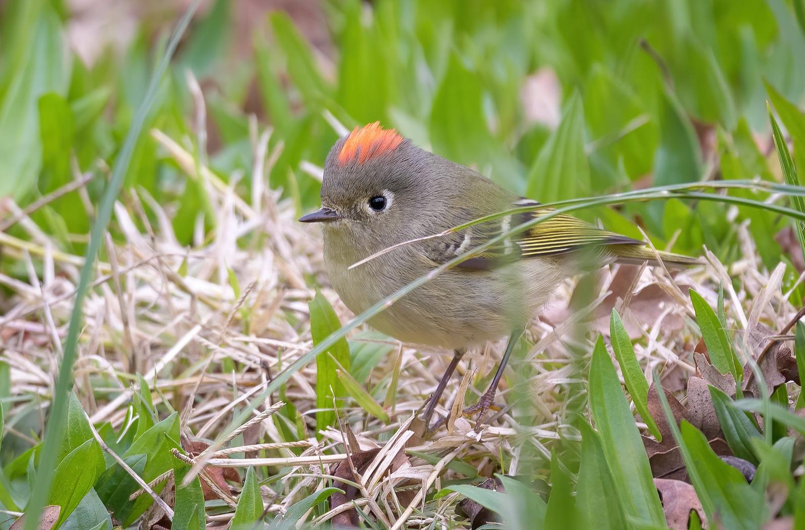 A Guide to Nesting Birds in New York