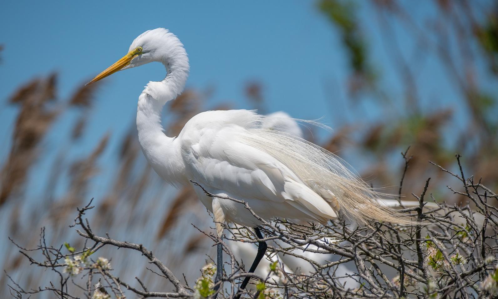 Great Egret.