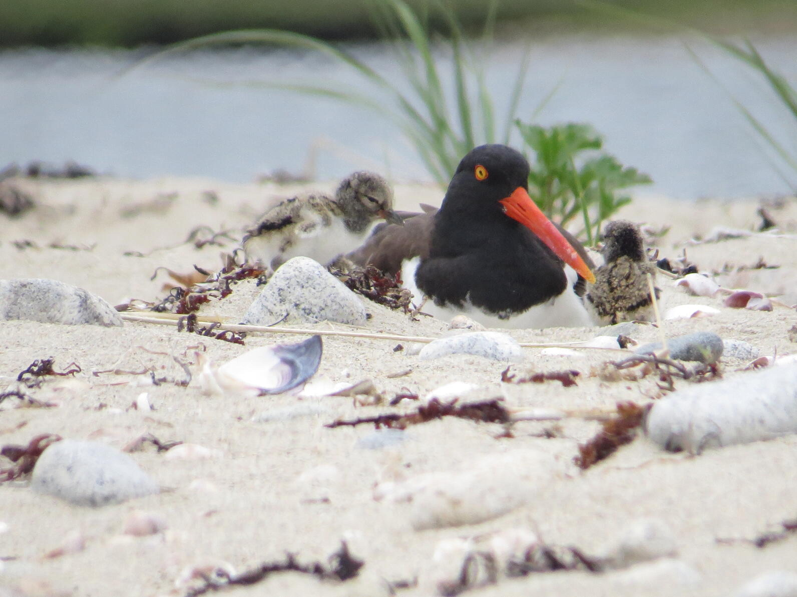 Two American Oystercatcher chicks huddle around an adult, sitting comfortably in the sand.