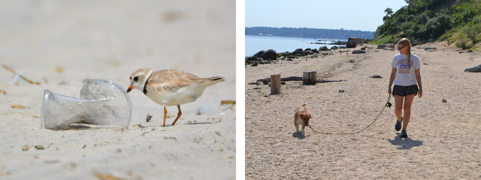 Collage of two photos. The left photo features an adult Piping Plover looking at a crushed plastic cup on the beach. The right photo features a woman walking her dog on a leash on the beach.