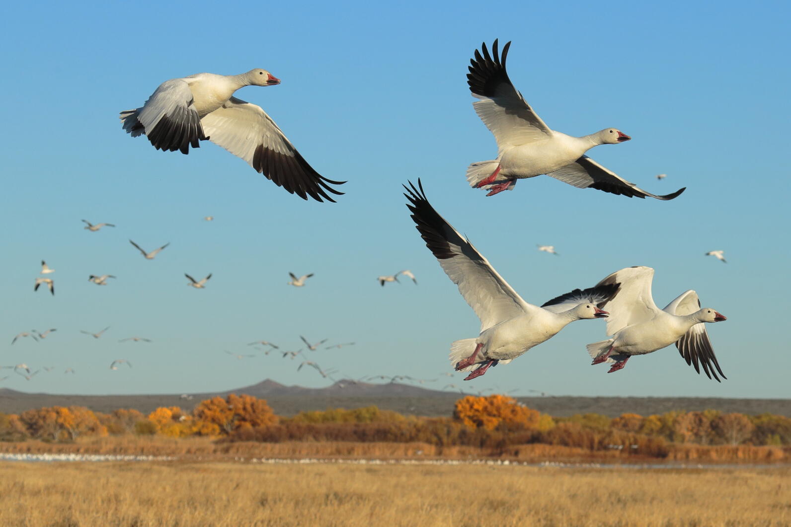 Snow Geese flying in clear blue skies
