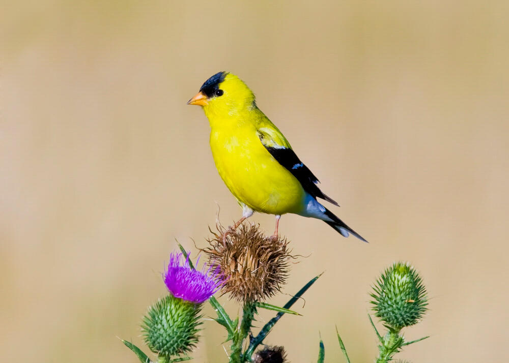 American Goldfinch on thistle.