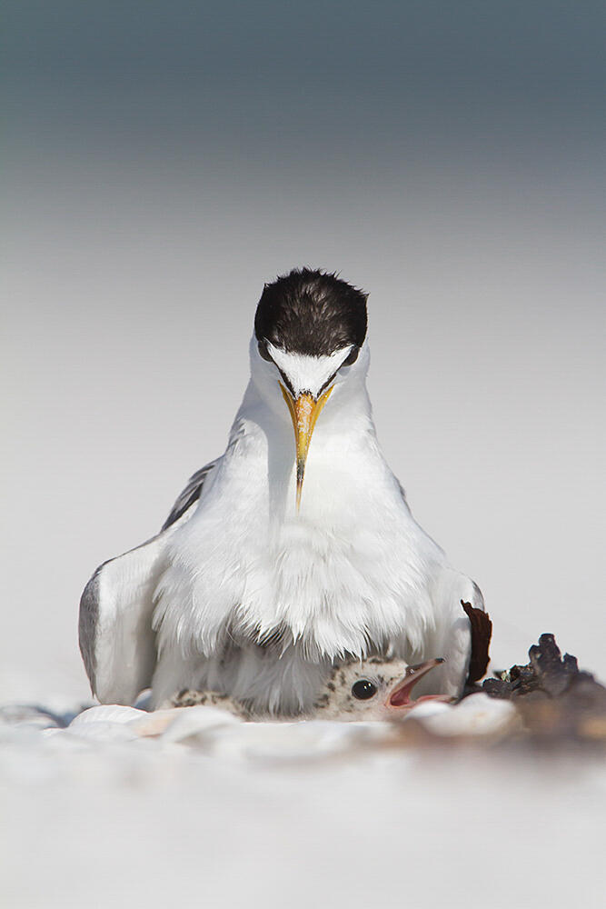 A Least Tern chick nestles under its parent.