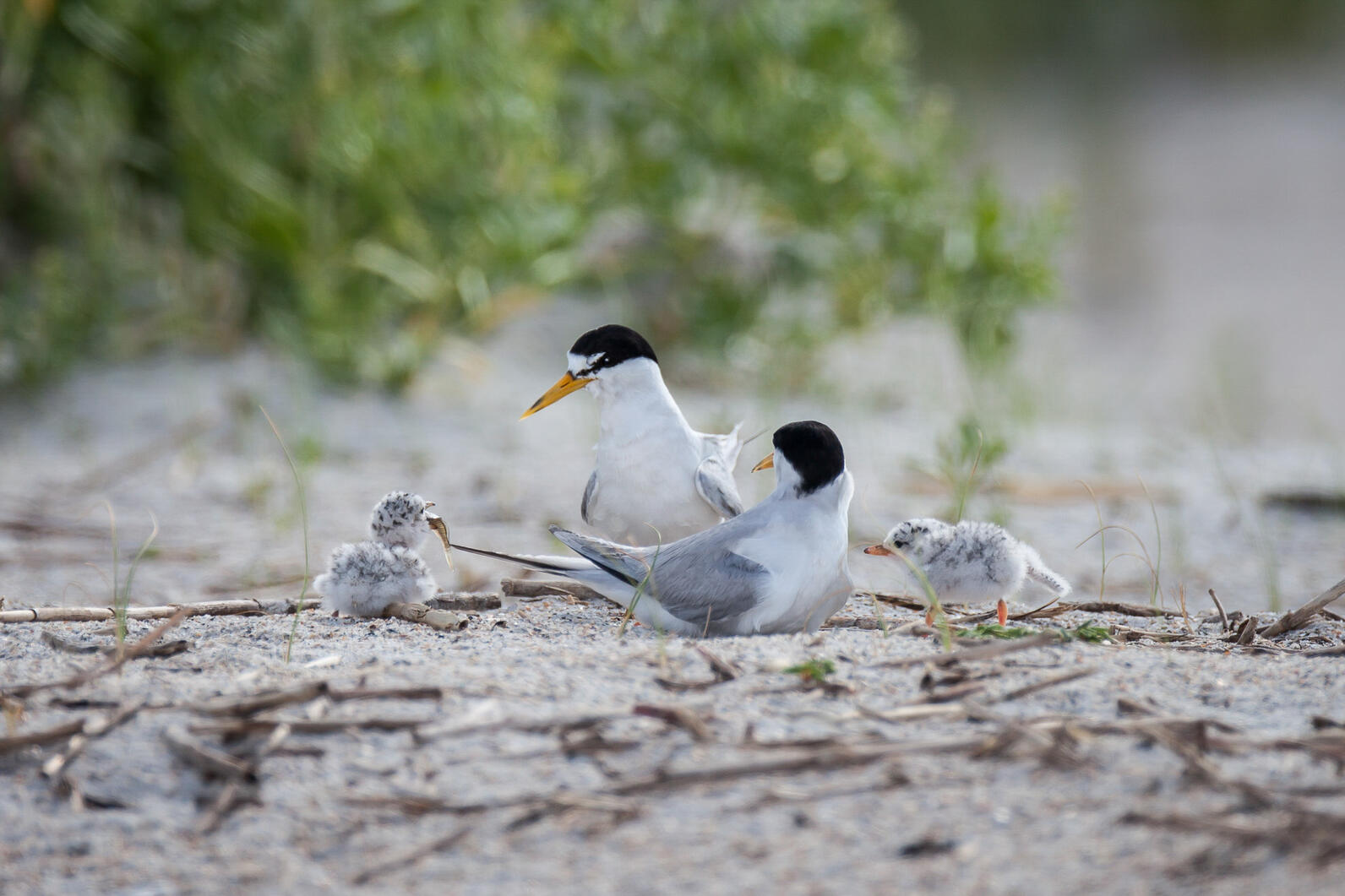 A pair of adult Least Terns watch over a pair of chicks, sitting on a beach.