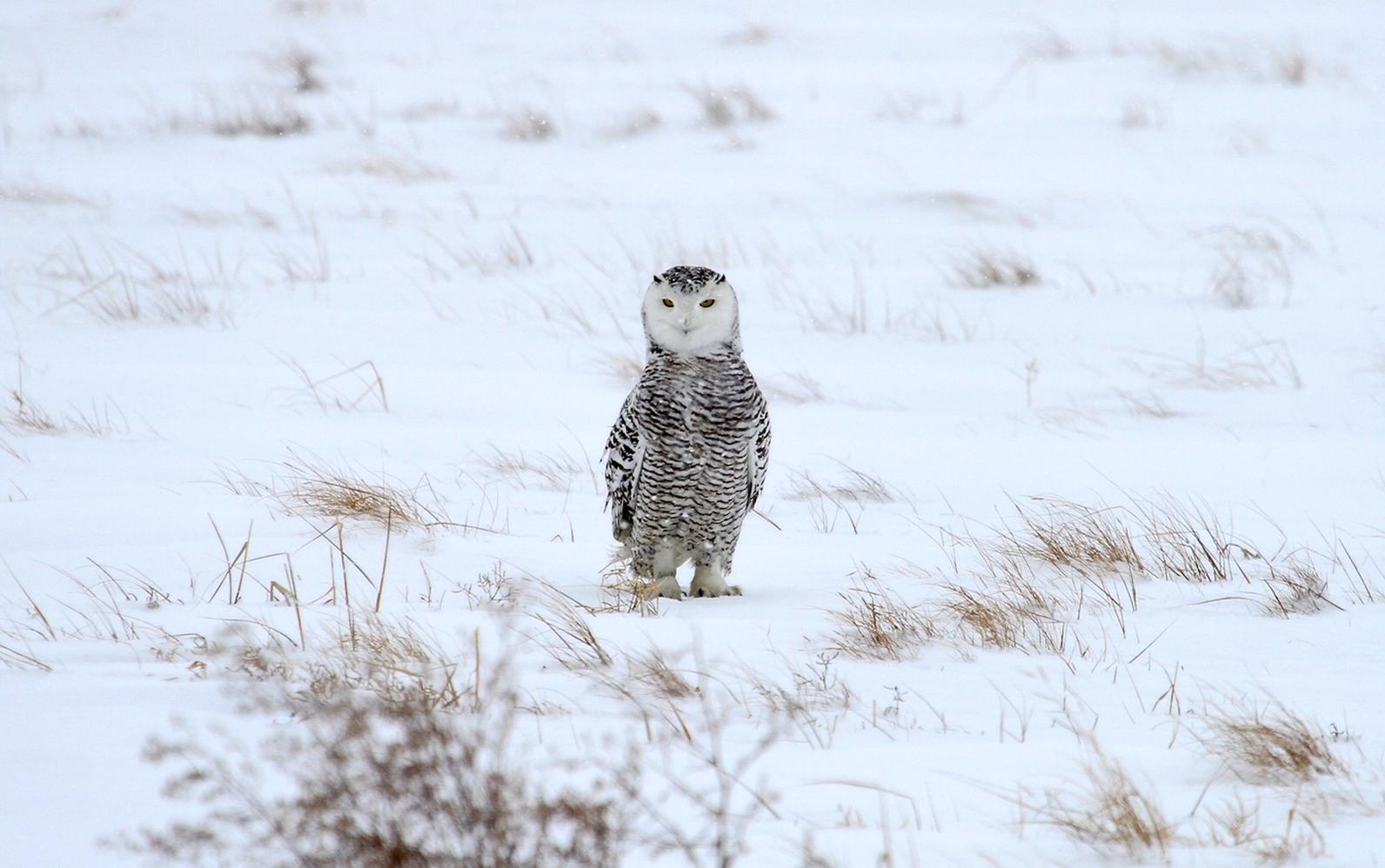Snowy Owl.