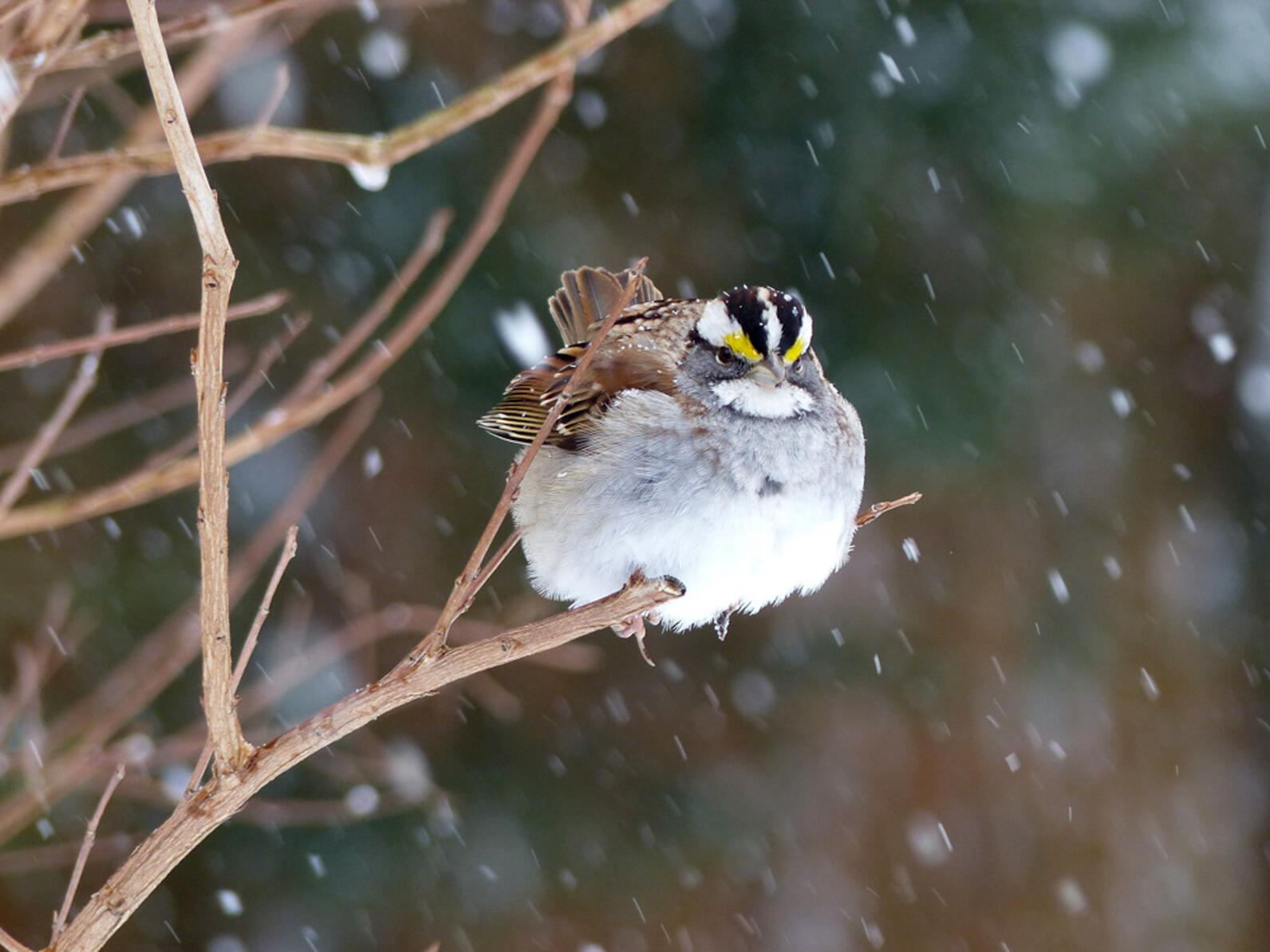 White-throated Sparrow on a branch amidst snow falling.