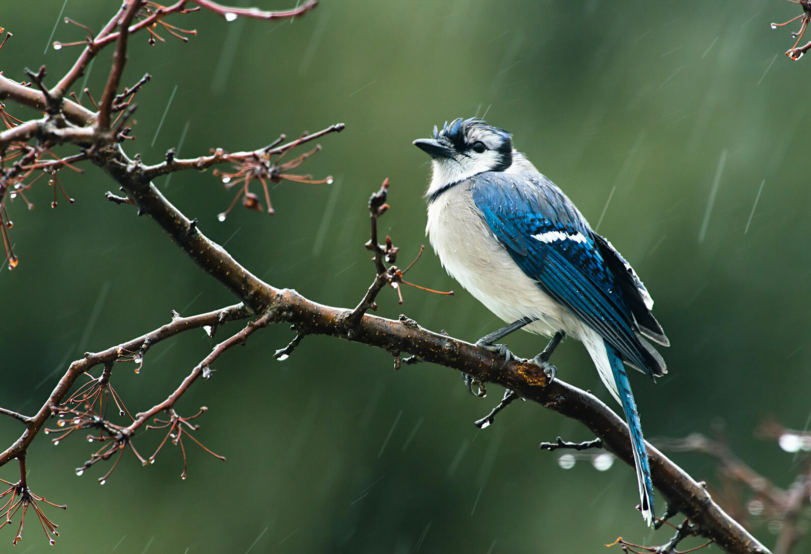 blue jay sitting on a branch in the rain