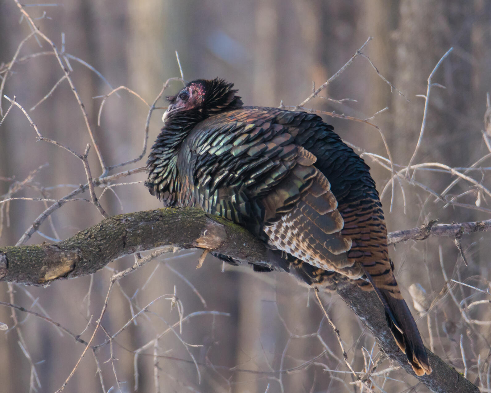 Wild Turkey Identification, All About Birds, Cornell Lab of Ornithology