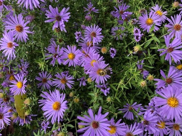 asters in fall bloom