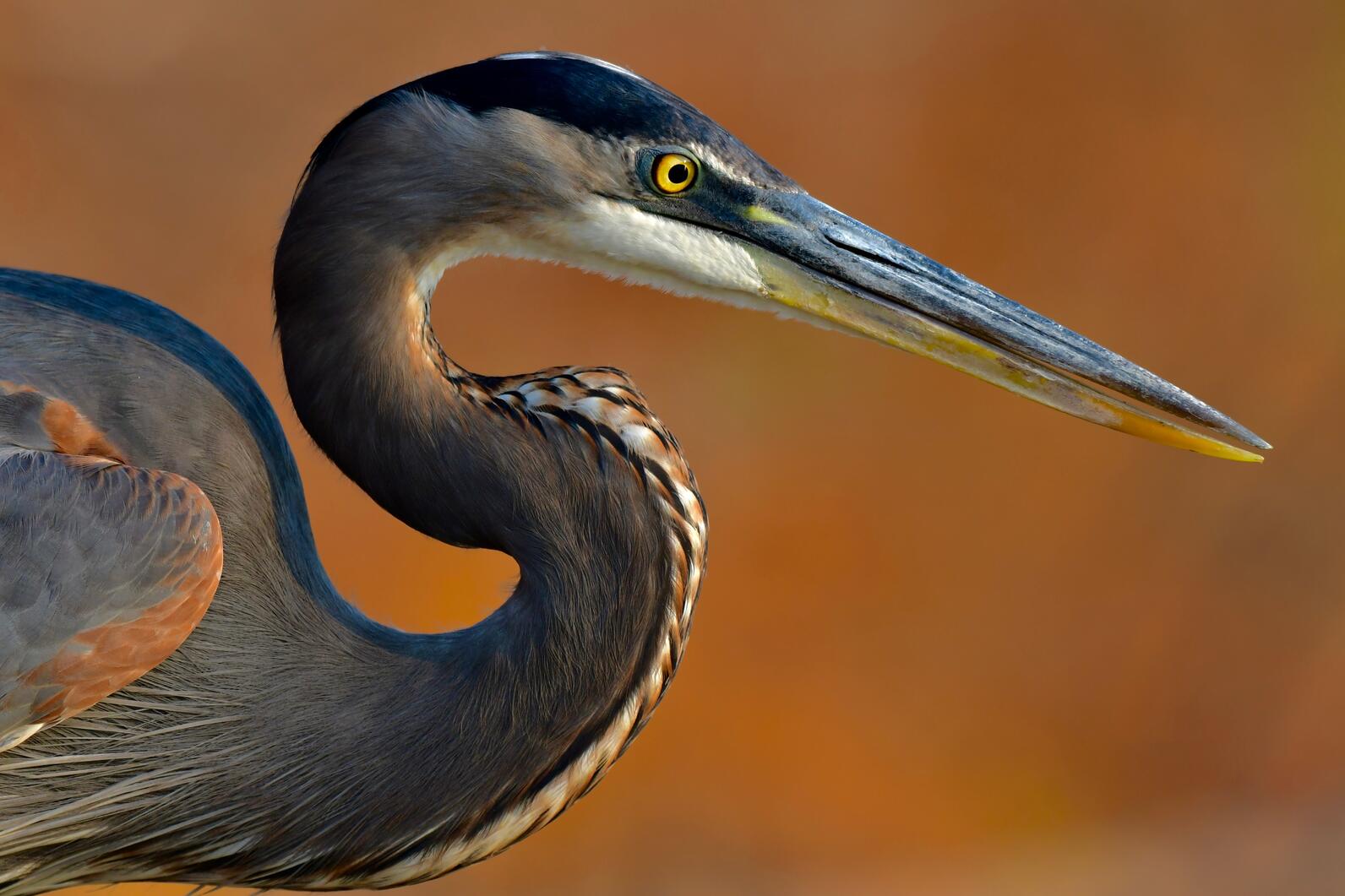 Close up profile of a Great Blue Heron against an orange background