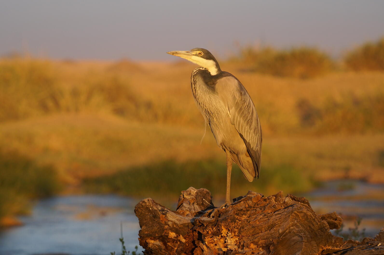 Black-headed Heron standing against a grassland at sunset