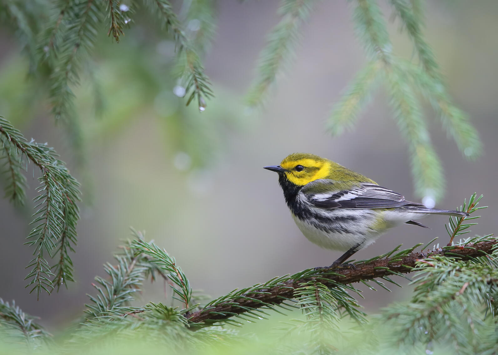 A Black-throated Green Warbler sits on a coniferous tree branch. You can see its yellow head, greenish back, and lack throat.