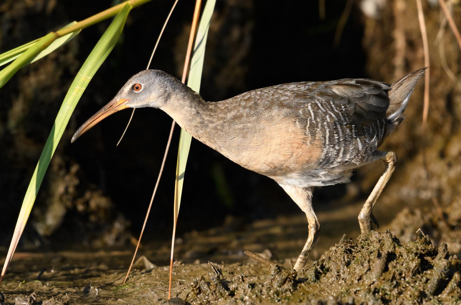 10 Marsh Birds Teaching Us About Wetlands | Audubon New York