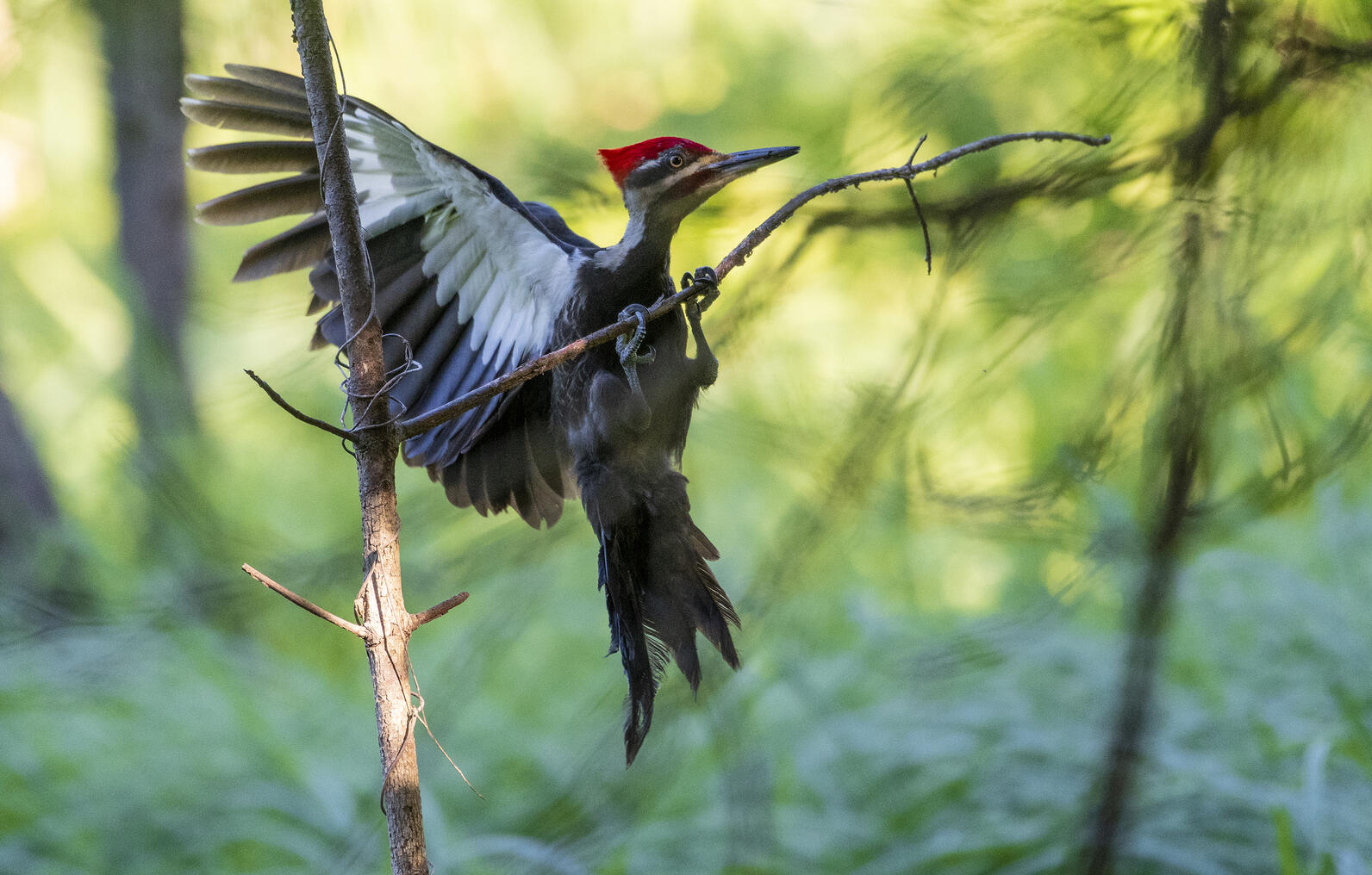 A Pileated Woodpecker flying against a green background.